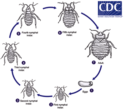 Graphic courtesy CDC