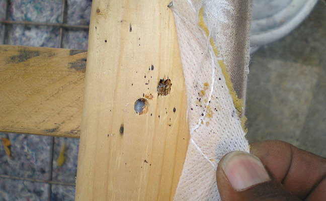 Bed Bugs Getting On Clothing Bed Bugs Getting On Clothing