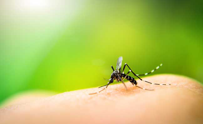 Photo: iStock/auimeesri mosquito