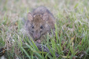 The roof rat is making an unwelcome return to Indiana after more than 165 years. Photo copyrighted by  photographer177 / www.fotosearch.com