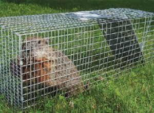 Woodchucks can be trapped in double-door or single-door traps. Photo: iStock.com/EasyBuy4u