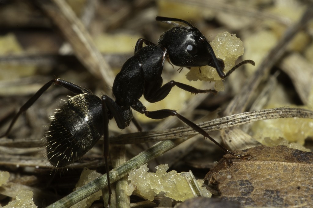 Carpenter ants A worthy foe Pest Management Professional