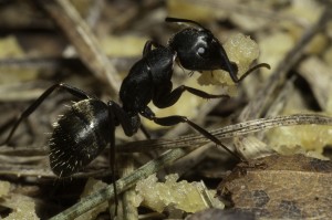 Carpenter ants  often hollow out wood for nesting.