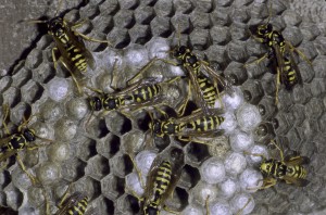 Mediterranean paper wasps often congregate around food factories and shops.