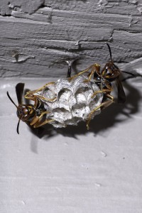 Two paper wasp queens prepare to enter their nest.