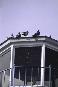 Feral pigeons can be sources  of abundant ectoparasites through their activity and nesting sites.