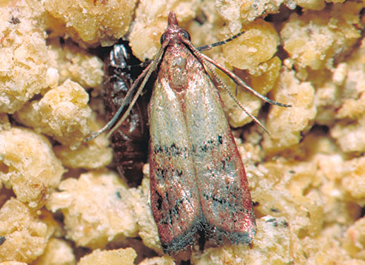 Indianmeal moth Photo courtesy of, and copyrighted by, Gene White, pmimages@earthlink.net