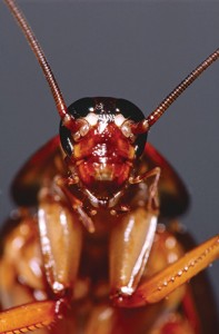 American Cockroach. Photo courtesy of, and copyrighted by, Gene White, pmimages@earthlink.net