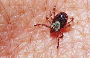 American Dog Tick. Photo courtesy of, and copyrighted by, Gene White, pmimages@earthlink.net