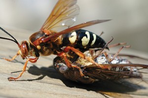 The giant cicada killer wasp. Photo courtesy of, and copyrighted by, Gene White, pmimages@earthlink.net