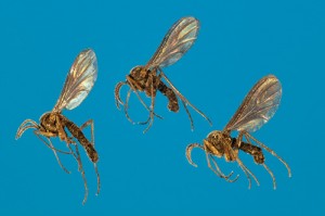 Fungus gnats. Photo courtesy of, and copyrighted by, Gene White, pmimages@earthlink.net