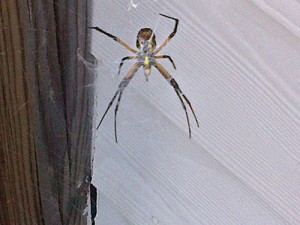 The black and yellow argiope (Argiope aurantia) spider with its webbing. Photos courtesy Frank Meek