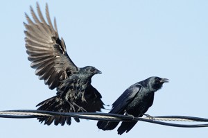 Crows