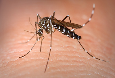 Tiger Mosquito, Aedes albopictus