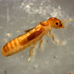 Cryptotermes sp.
