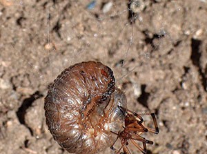 brown widow spider