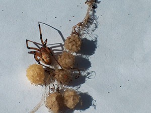 brown widow spider