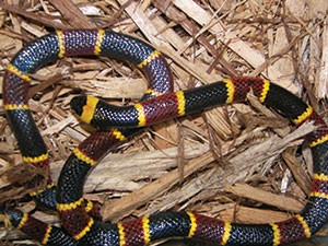 coral snake