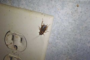 German cockroach