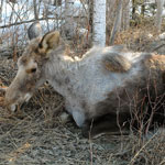 Ghost moose