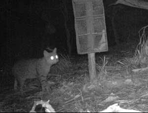 Photo: Goulburn Broken Catchment Management Authority