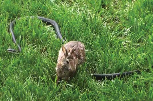 Rabbit vs. Snake
