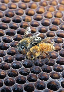 Photo: Scott Bauer, USDA Agricultural Research Service, Bugwood.org