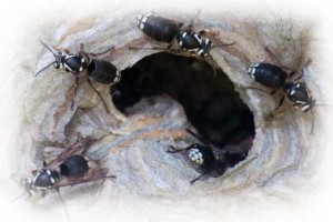 bald-faced-hornets