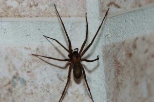 brown-recluse-spider