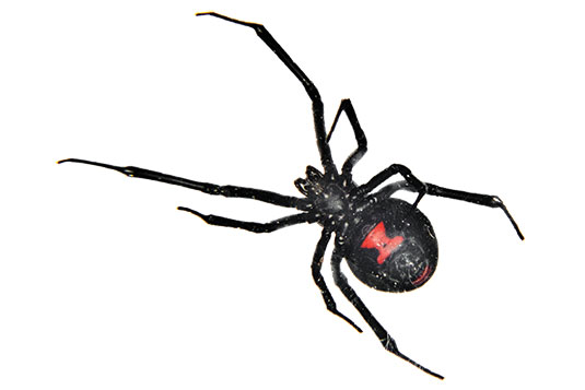 Black widow. Photo: iStock.com/Schiz-Art