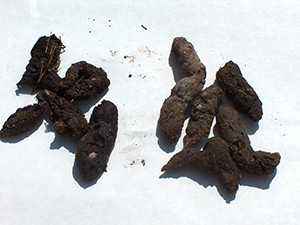 Opossum scats