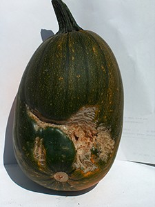 Opossum teeth marks on older pumpkin. Photo by Dr. Hanif Gulmahamad