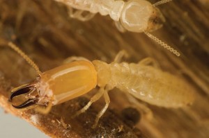 Western subterranean termites