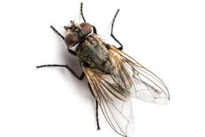 House fly Photo: ©istock.com/yongkiet