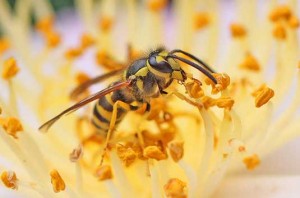 Yellow Jacket working a camelia blossom 