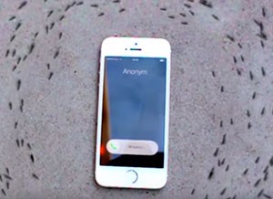 Ants encircle cell phone