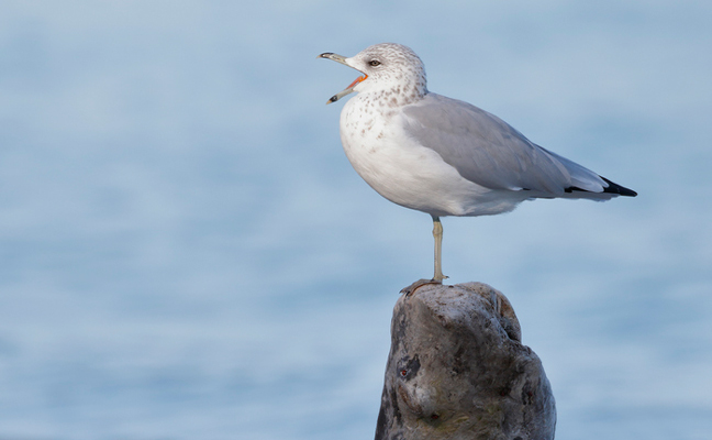 seagull (PHOTO: ISTOCK.COM/BRIANLASENBY)