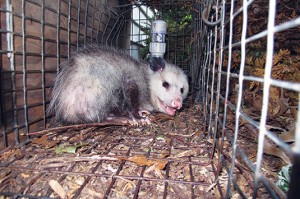 Opossum