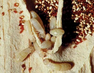 Save time and money by correctly performing an inspection for drywood termites.