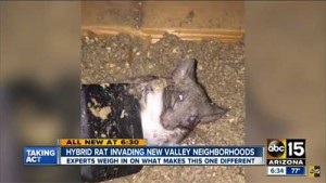 With traits similar to both roof rats and pack rats,  these new hybrid rats are causing damage in Arizona.