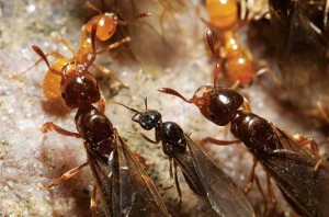 Citronella ants (Acanthomyops spp.)