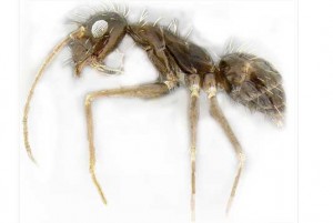 Photo: Eli Sarnat, PIAkey: Invasive Ants of the Pacific Islands, USDA APHIS ITP, Bugwood.org