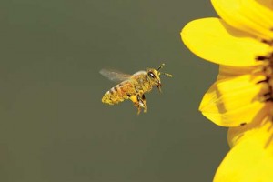 iS2800956_honeybee