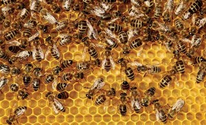 iS3384880_bee-honeycomb