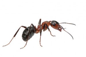 iS_4745541_Ant