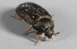 Photo: K.S. Matz, black carpet beetle