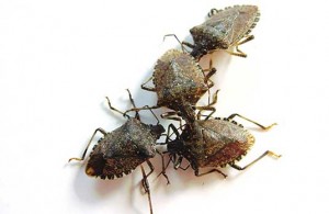 Stink Bugs