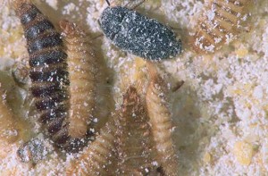 Attagenus unicolor might scramble for new harborage when old carpeting is replaced. Photo: courtesy of, and copyrighted by, Gene White, pmimages@earthlink.ne