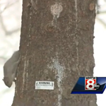 Lewiston Squirrel