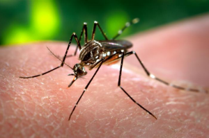 Aedes aegypti. Photo: James Gathany, CDC